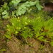 Delicate Earth-Moss - Photo (c) martina_poeltl, some rights reserved (CC BY-NC), uploaded by martina_poeltl