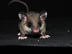 Marmosops caucae