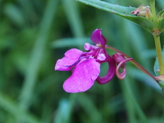 Impatiens chinensis