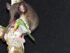 Marmosops caucae