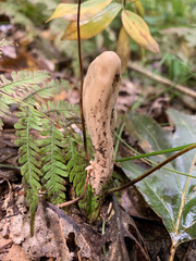 Clavariadelphus americanus