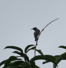 Anthreptes malacensis malacensis