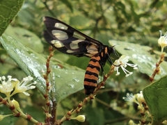 Amata huebneri