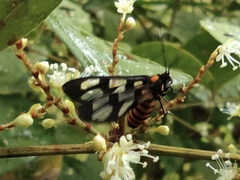 Amata huebneri