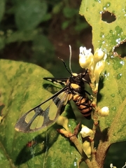 Amata huebneri