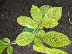 Alternanthera ficoidea