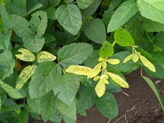 Alternanthera ficoidea