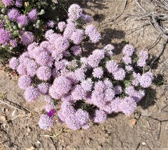 Agathosma serpyllacea