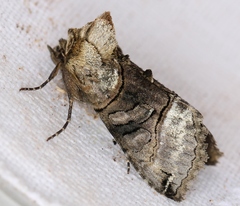 Abrostola tripartita