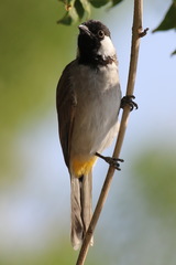 Pycnonotus leucotis