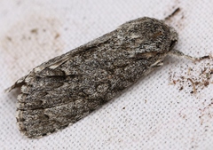 Acronicta aceris