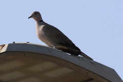 Streptopelia decaocto