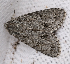 Acronicta aceris