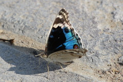 Junonia orithya