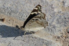 Junonia orithya