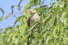 Passer domesticus