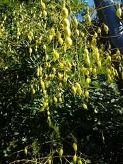 Styphnolobium japonicum