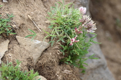 Trifolium dasyphyllum