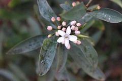 Philotheca myoporoides