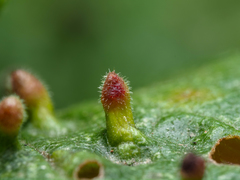 Eriophyes prunianus