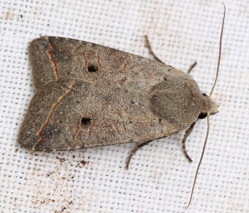 Red-line Quaker, photo 2 of 10