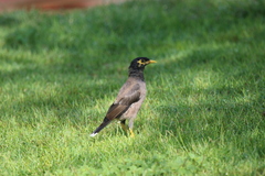 Acridotheres tristis