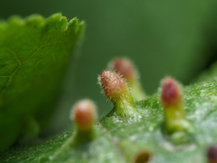 Eriophyes prunianus