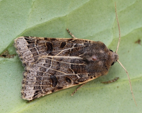 Lunar Underwing