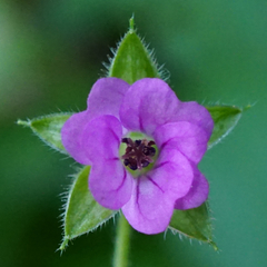Geranium divaricatum