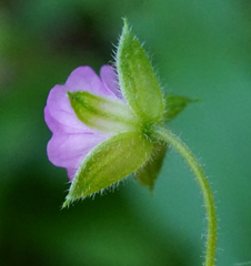 Geranium divaricatum