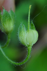 Geranium divaricatum