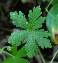 Geranium divaricatum