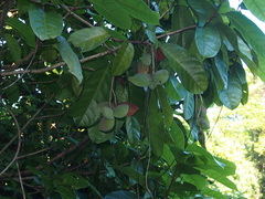 Sterculia monosperma
