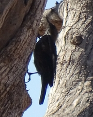 Climacteris melanurus