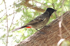 Pycnonotus cafer