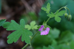 Geranium divaricatum