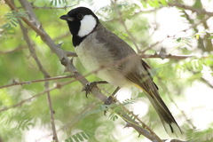 Pycnonotus leucotis