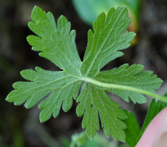 Geranium divaricatum