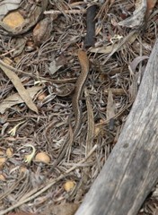 Morethia lineoocellata