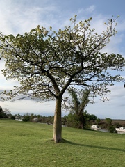Ceiba speciosa