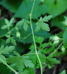 Geranium divaricatum