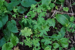 Geranium divaricatum