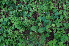 Geranium divaricatum