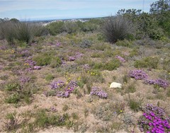 Agathosma serpyllacea