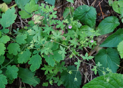 Geranium divaricatum