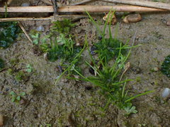 Anthoceros agrestis