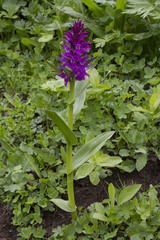 Dactylorhiza euxina