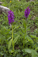 Dactylorhiza euxina