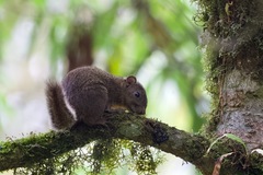 Callosciurus pygerythrus