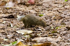 Callosciurus pygerythrus